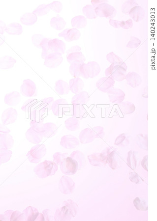 白背景のソメイヨシノの桜の花と花びら 白背景のソメイヨシノの桜の花と花びら 140243013