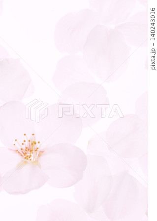 白背景のソメイヨシノの桜の花と花びら 140243016