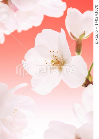 赤い背景のソメイヨシノの桜の花 赤い背景のソメイヨシノの桜の花 140243070