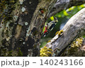 アカゲラの巣 140243166