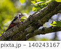 アカゲラ 140243167