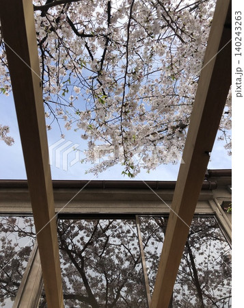見上げれば満開の桜　ガラス窓が映し出すもう一つの春 140243263