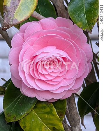 美しいピンクの椿の花 140243451