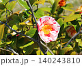 冬の開花　コントラストに 140243810