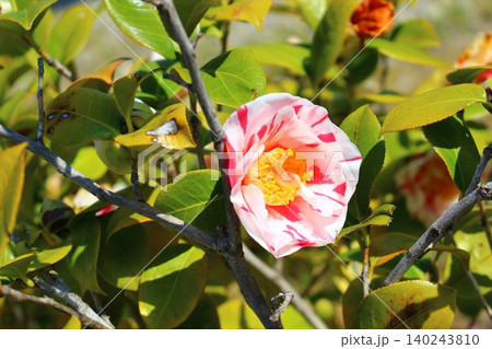 冬の開花 コントラストに 冬の開花 コントラストに 140243810