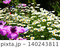 秋の花壇に咲くピンクの花とカモミール 140243811