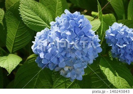多数の青色の装飾花を備えるアジサイの手毬咲きの花房をクローズアップで撮影した写真 140243843