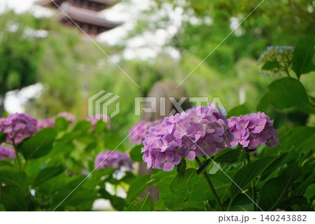 紫陽花のある風景 本土寺 紫陽花のある風景 本土寺 140243882