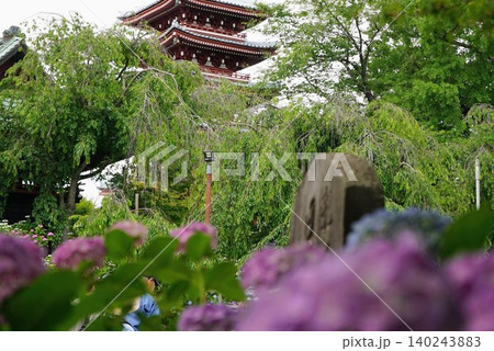 アジサイと鐘楼のある風景 本土寺 アジサイと鐘楼のある風景 本土寺 140243883