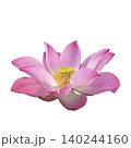 pink lotus flower isolated on white background 140244160