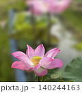 beautiful lotus flower in pond 140244163