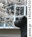 春の桜と渋谷のハチ公 140244250