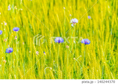 【長野県】北アルプスを背に麦畑の中に咲く矢車草(ヤグルマソウ) 【長野県】北アルプスを背に麦畑の中に咲く矢車草(ヤグルマソウ) 140244370