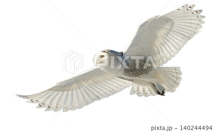 Realistic Owl in flight isolated on transparent background. 140244494