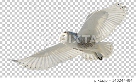 Realistic Owl in flight isolated on transparent background. 140244494