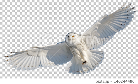 Realistic Owl in flight isolated on transparent background. Realistic Owl in flight isolated on transparent background. 140244496