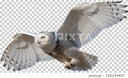 Realistic Owl in flight isolated on transparent background. Realistic Owl in flight isolated on transparent background. 140244497