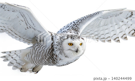 Realistic Owl in flight isolated on transparent background. Realistic Owl in flight isolated on transparent background. 140244499