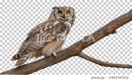 Realistic Owl in flight isolated on transparent background. Realistic Owl in flight isolated on transparent background. 140244502