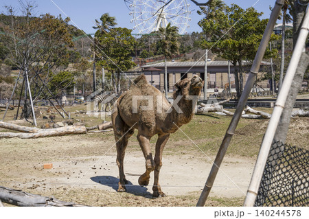 ヒトコブラクダ ヒトコブラクダ 140244578