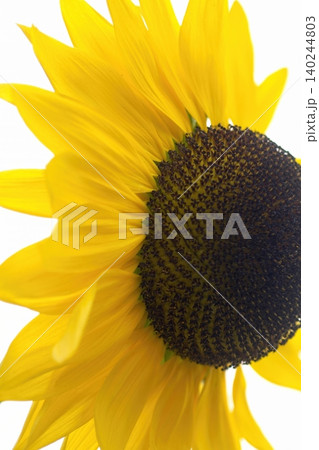 鮮やかな黄色いひまわりの花びらのクローズアップ 鮮やかな黄色いひまわりの花びらのクローズアップ 140244803