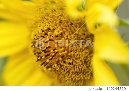 鮮やかな黄色いひまわりの花びらのクローズアップ 鮮やかな黄色いひまわりの花びらのクローズアップ 140244820