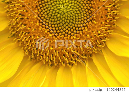 鮮やかな黄色いひまわりの花びらのクローズアップ 鮮やかな黄色いひまわりの花びらのクローズアップ 140244825