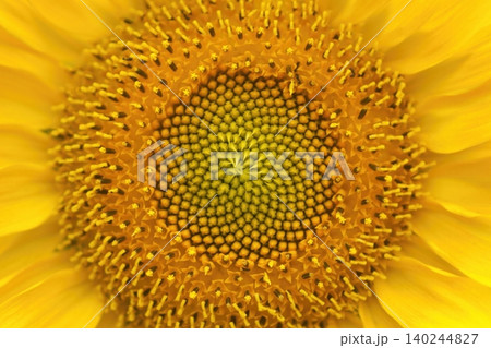 鮮やかな黄色いひまわりの花びらのクローズアップ 鮮やかな黄色いひまわりの花びらのクローズアップ 140244827