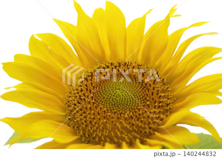 鮮やかな黄色いひまわりの花びらのクローズアップ 鮮やかな黄色いひまわりの花びらのクローズアップ 140244832