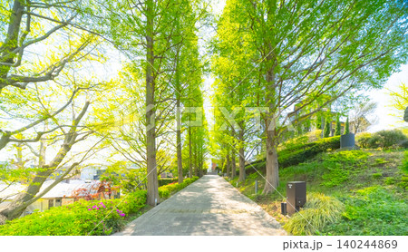 横浜・山手イタリア山庭園　並木 140244869