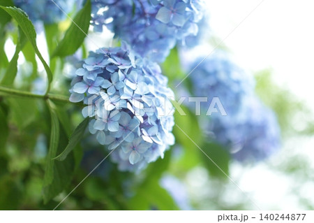 きれいな青い色の紫陽花が咲き始めました きれいな青い色の紫陽花が咲き始めました 140244877