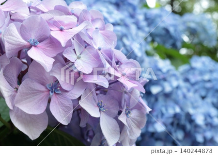 梅雨に咲く二色の紫陽花 梅雨に咲く二色の紫陽花 140244878