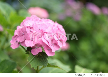 ピンクの紫陽花が綺麗です ピンクの紫陽花が綺麗です 140244885