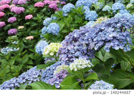 飛鳥山公園にカラフルな紫陽花が咲き誇ります 飛鳥山公園にカラフルな紫陽花が咲き誇ります 140244887