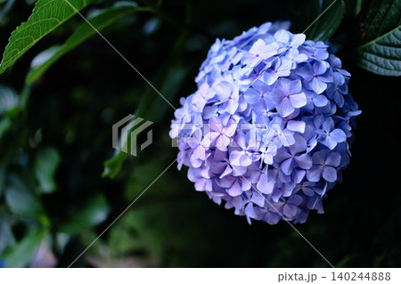 幻想的な青い紫陽花の花 140244888