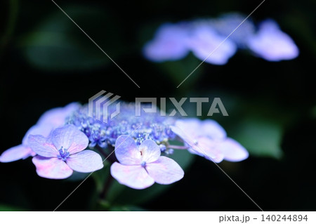 幻想的に咲く薄紫のガクアジサイの花 幻想的に咲く薄紫のガクアジサイの花 140244894