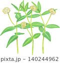 水彩風特定外来植物のナガエツルノゲイトウ 140244962