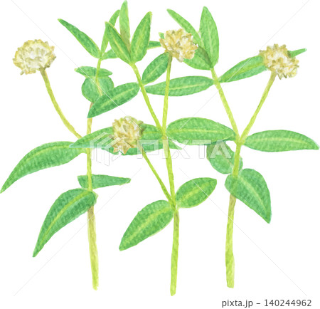 水彩風特定外来植物のナガエツルノゲイトウ 水彩風特定外来植物のナガエツルノゲイトウ 140244962