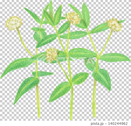 水彩風特定外来植物のナガエツルノゲイトウ 水彩風特定外来植物のナガエツルノゲイトウ 140244962