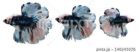 Collection of ornamental betta fish with flowing fins and blue white patterns, isolated on a clean white background Collection of ornamental betta fish with flowing fins and blue white patterns, isolated on a clean white background 140245076