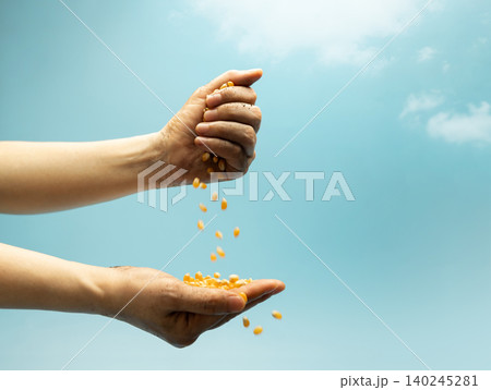 Hands pouring raw corn seeds against blue sky in sunlight. Agriculture, farming, food production 140245281