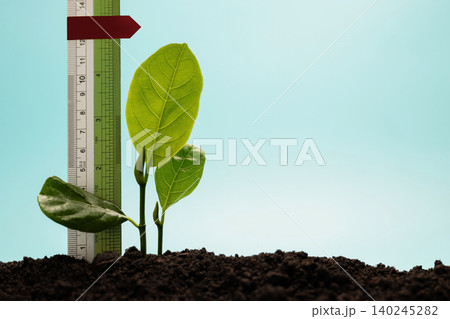 Young plant growing beside ruler ,personal growth, measurable progress and self development Young plant growing beside ruler ,personal growth, measurable progress and self development 140245282