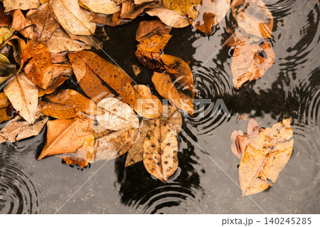 Top view of dried autumn leaves floating on rainwater Top view of dried autumn leaves floating on rainwater 140245285