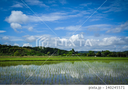 田植え時期の水田と緑豊かな里山の景色 田植え時期の水田と緑豊かな里山の景色 140245571
