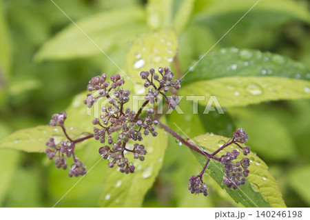 Pink Flower Buds with Rain Droplets on Green Leaves Pink Flower Buds with Rain Droplets on Green Leaves 140246198