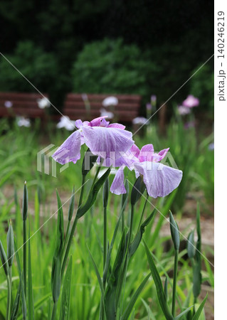 花菖蒲園 花菖蒲園 140246219