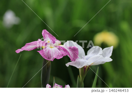 花菖蒲園 花菖蒲園 140246453