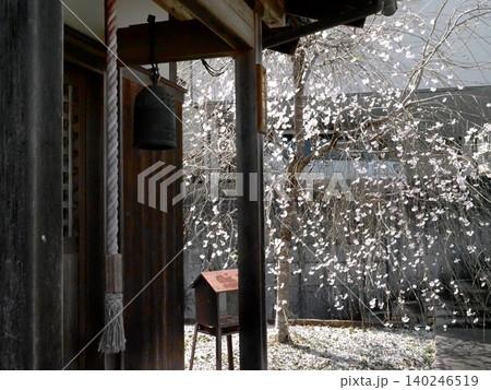 鈴緒と釣り鐘と日差しを浴びたシダレザクラ(加納院観音堂の白い枝垂れ桜の花々) 鈴緒と釣り鐘と日差しを浴びたシダレザクラ(加納院観音堂の白い枝垂れ桜の花々) 140246519