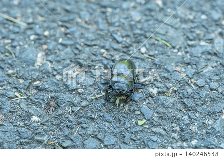 路上を這うコクワガタ(メス) 路上を這うコクワガタ(メス) 140246538