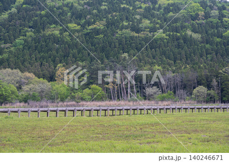 長者原のタデ原湿原に広がる新緑の景色・大分県 長者原のタデ原湿原に広がる新緑の景色・大分県 140246671